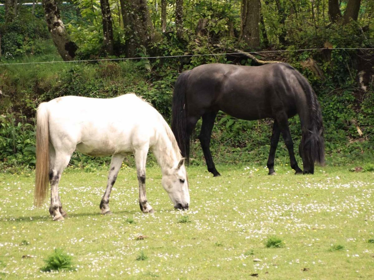 Une Roulotte Et Des Chevaux Treffléan Kültér fotó